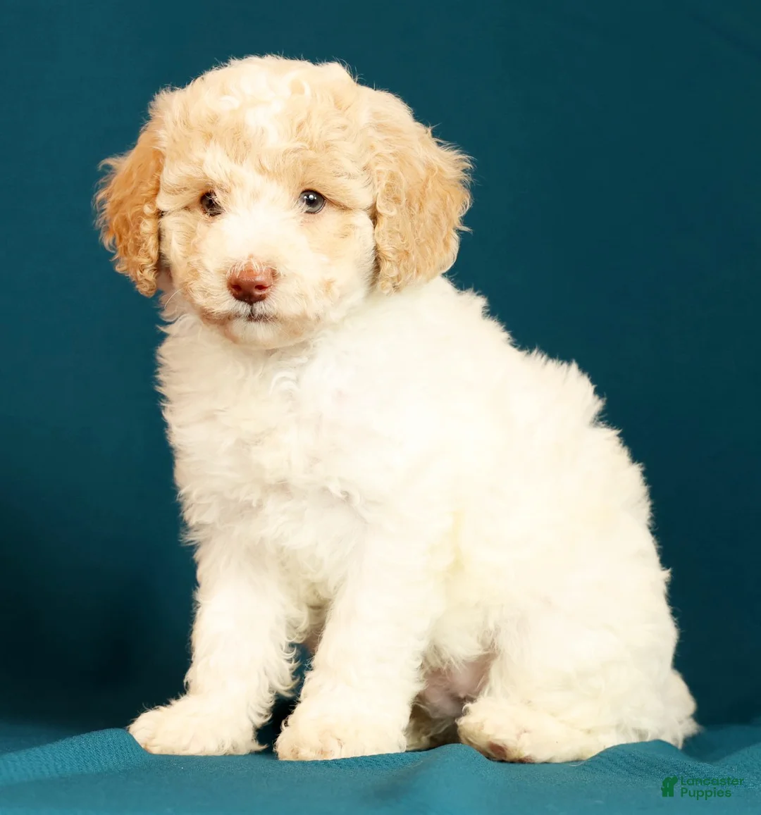 Miniature Poodle dogs for sale: Cody - Ad 1
