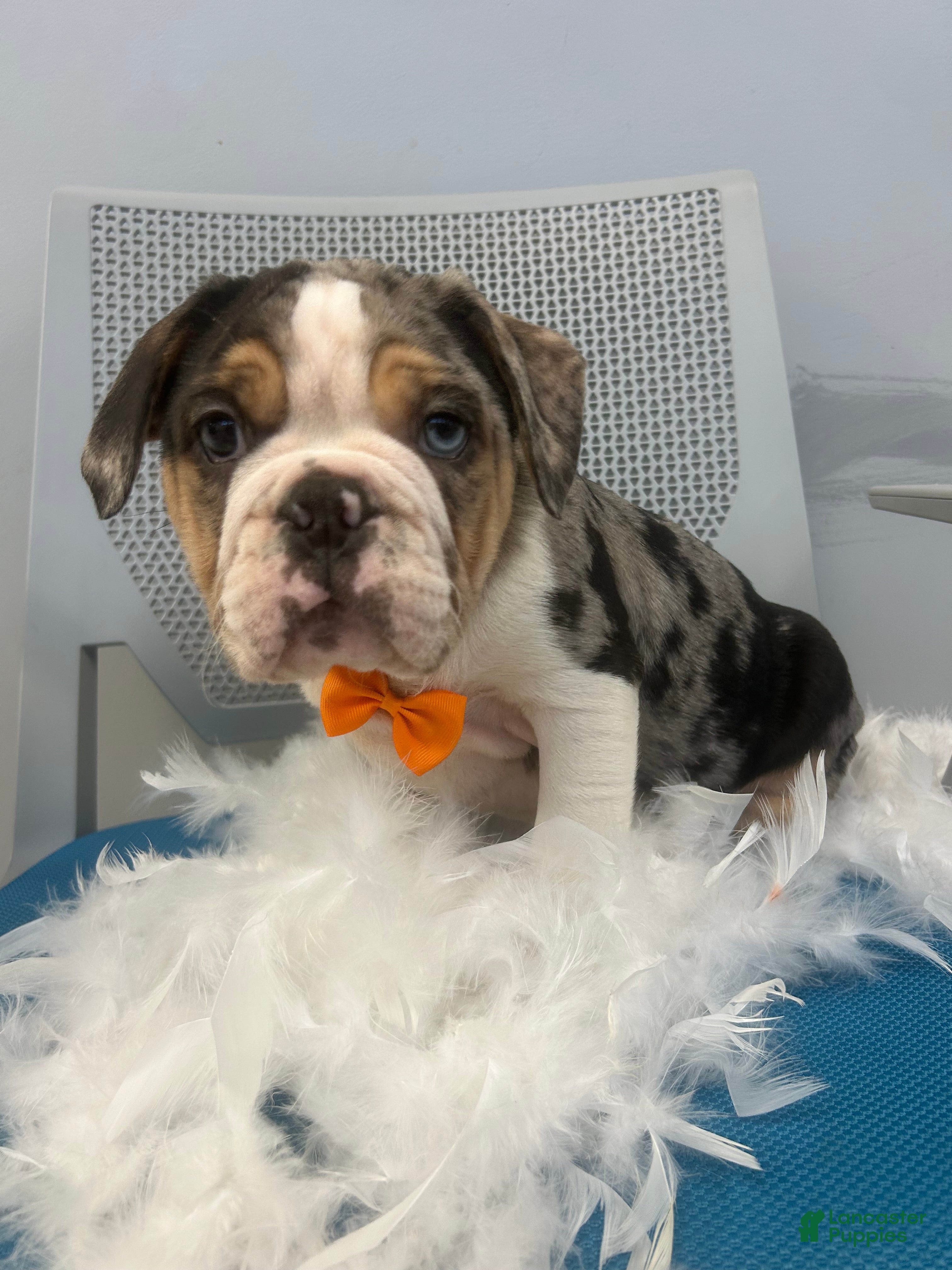 Mixed Breed dogs Mixed Breed Puppy 1 - Ad 37