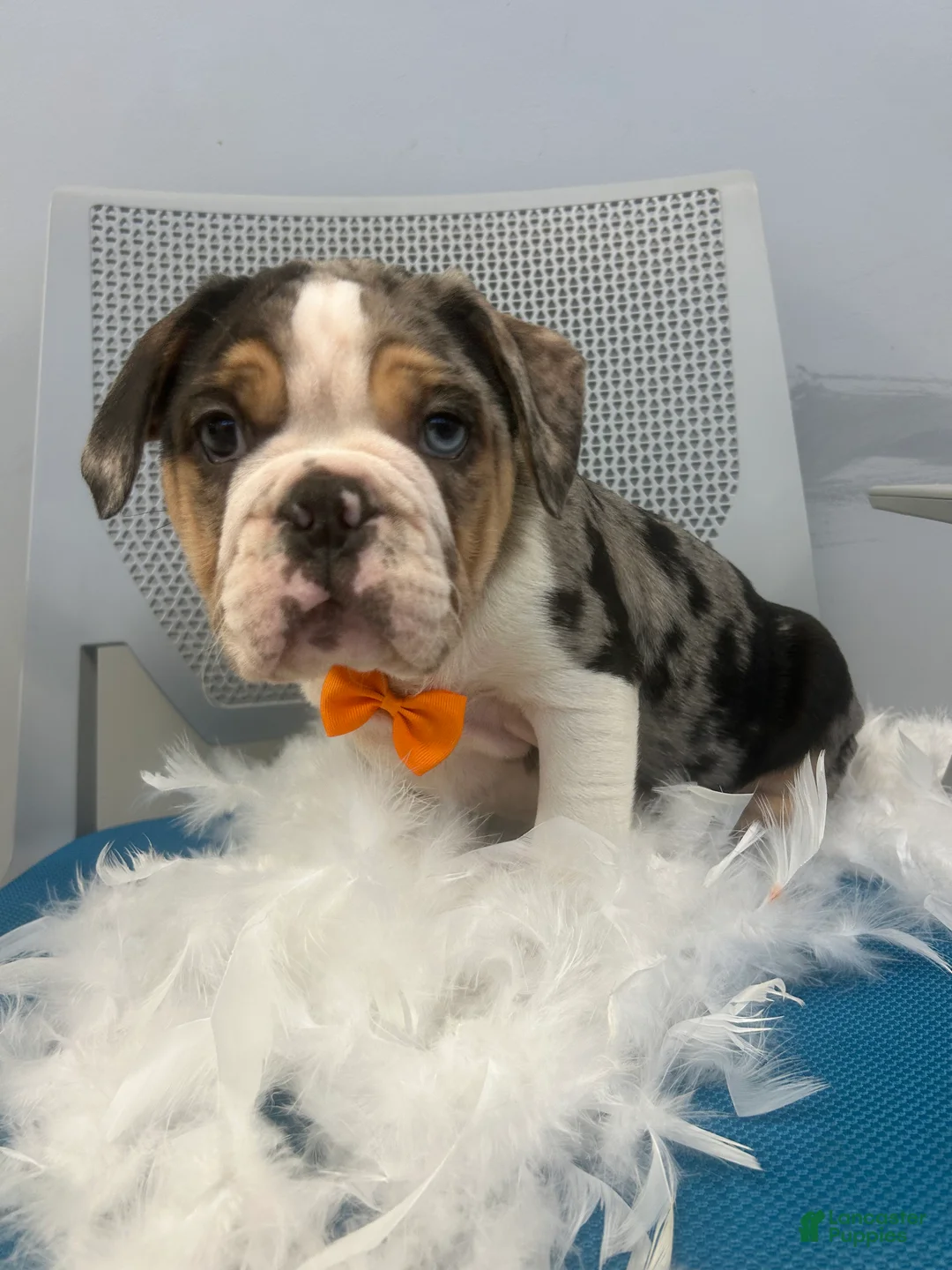 Mixed Breed dogs for sale: Mixed Breed Puppy 1 - Ad 1