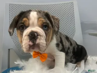 Mixed Breed dogs Mixed Breed Puppy 1 - Ad 34