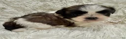 Shih Tzu dogs for sale: Chloe - Ad 4