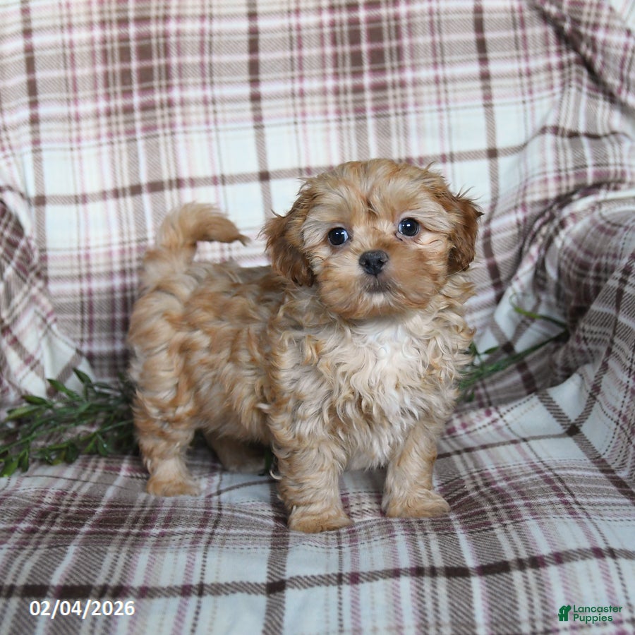 Shihpoo dogs Domino - Ad 31