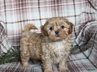 Shihpoo dogs Domino - Ad 31