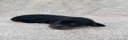 Miniature Dachshund dogs for sale: AKC Longhair Black & Tan Mini Dachshund Girl - Ad 4