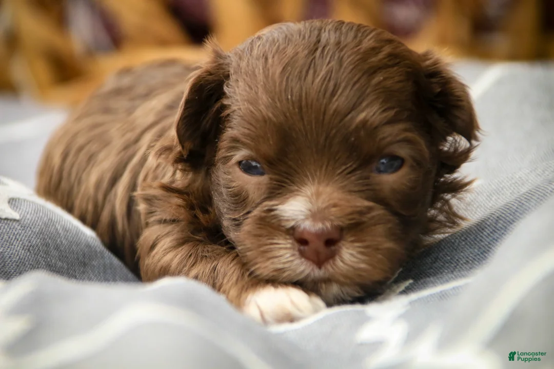 Havanese dogs for sale: Gatsby Havanese  - Ad 1