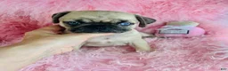 Pug dogs for sale: Pug Puppy 1 - Ad 1