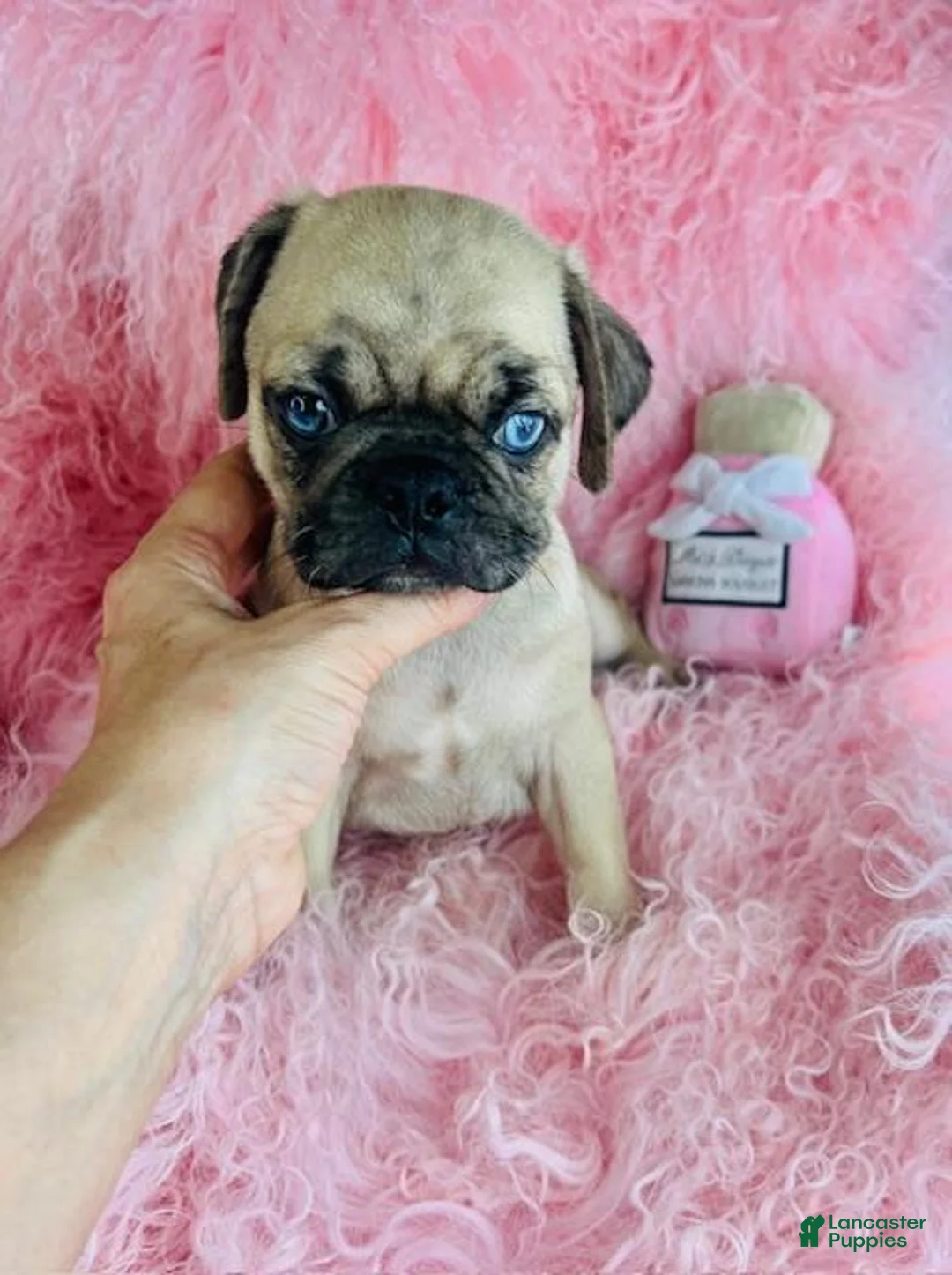 Pug dogs for sale: Pug Puppy 1 - Ad 1