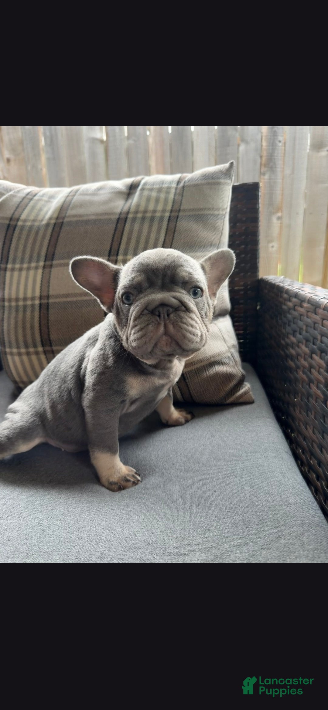 French Bulldog dogs Debow Big Rope Fluffy Carrier - Ad 2