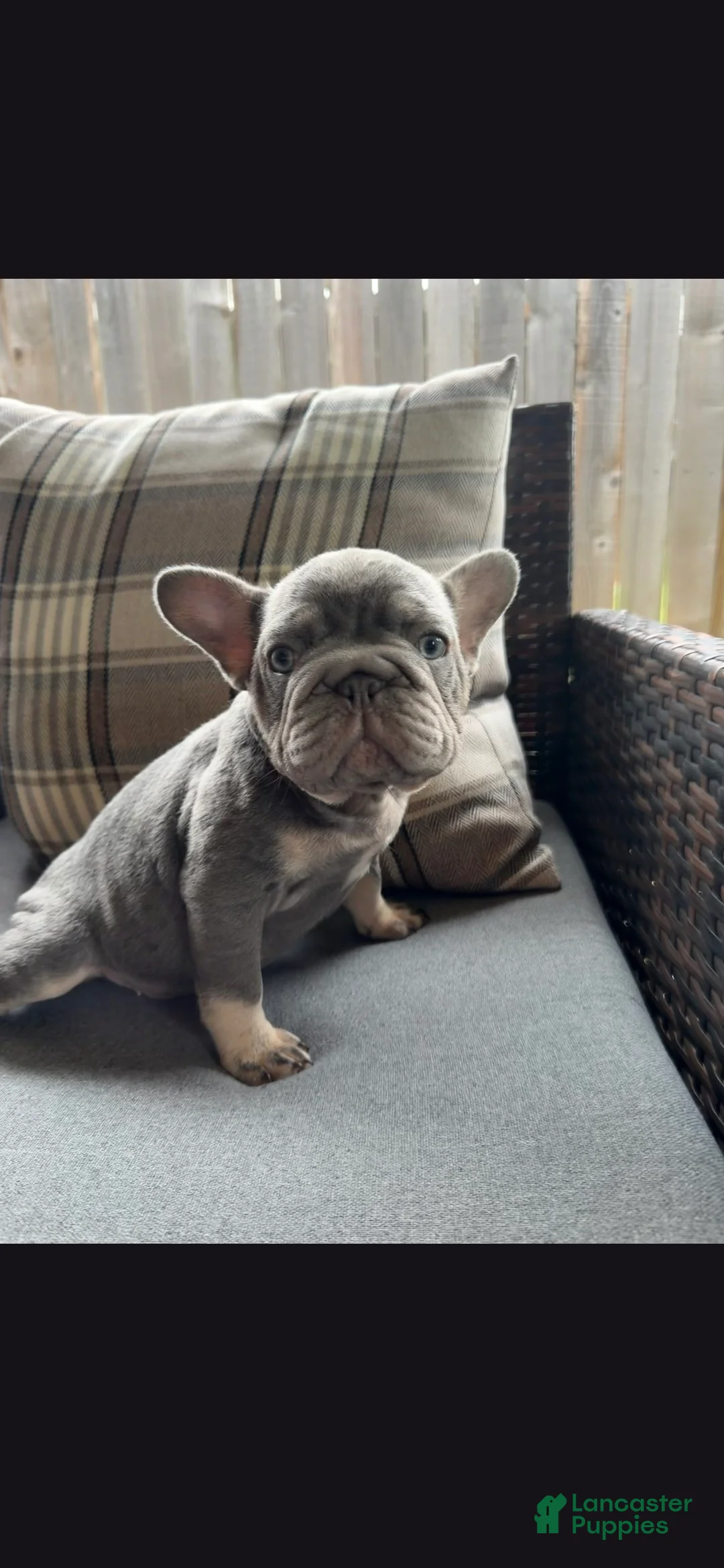 French Bulldog dogs for sale: Debow Big Rope Fluffy Carrier - Ad 2