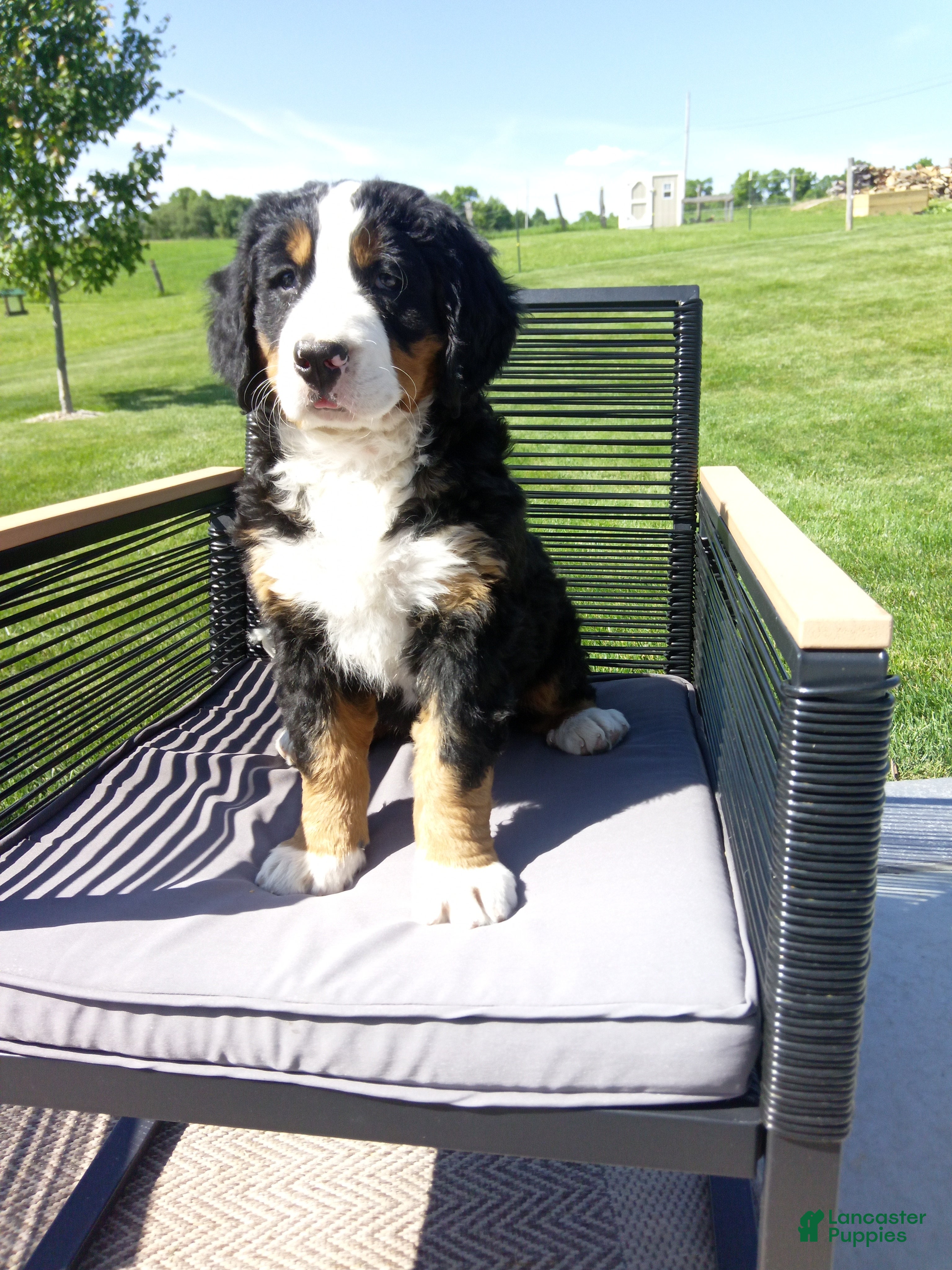 Bernese Mountain Dog dogs Megan  - Ad 1