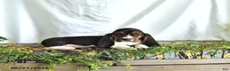 Basset Hound dogs for sale: Gus - Ad 3