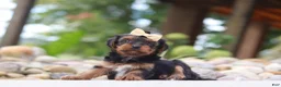 Yorkiepoo dogs for sale: Torte - Ad 6