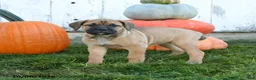 Cane Corso dogs for sale: Athena - Ad 1