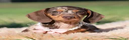 Miniature Dachshund dogs for sale: Cosette AKC - Ad 2