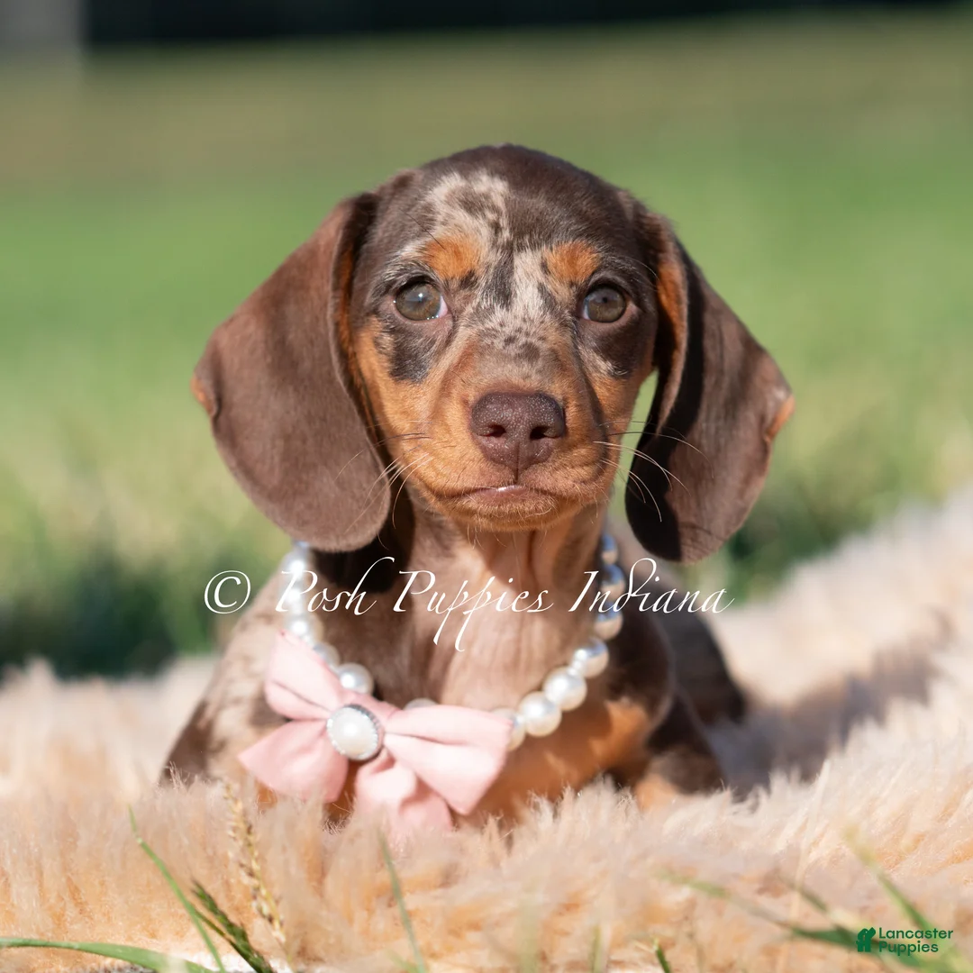 Miniature Dachshund dogs for sale: Cosette AKC - Ad 2