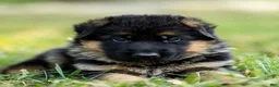 German Shepherd dogs for sale: Zorro - Ad 7