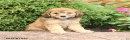 Miniature Poodle dogs for sale: Smores - Ad 2