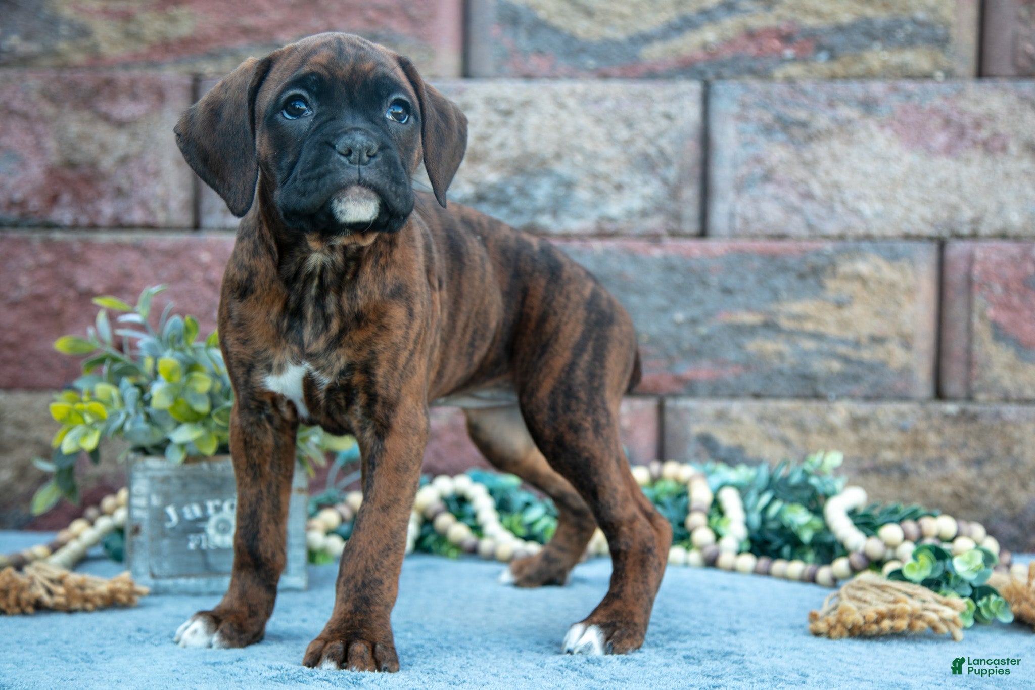 Boxer dogs Rita - Ad 41