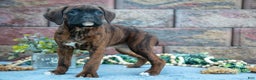 Boxer dogs for sale: Rita - Ad 1