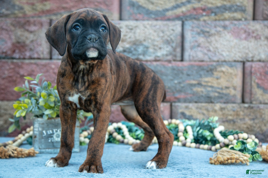 Boxer dogs for sale: Rita - Ad 1