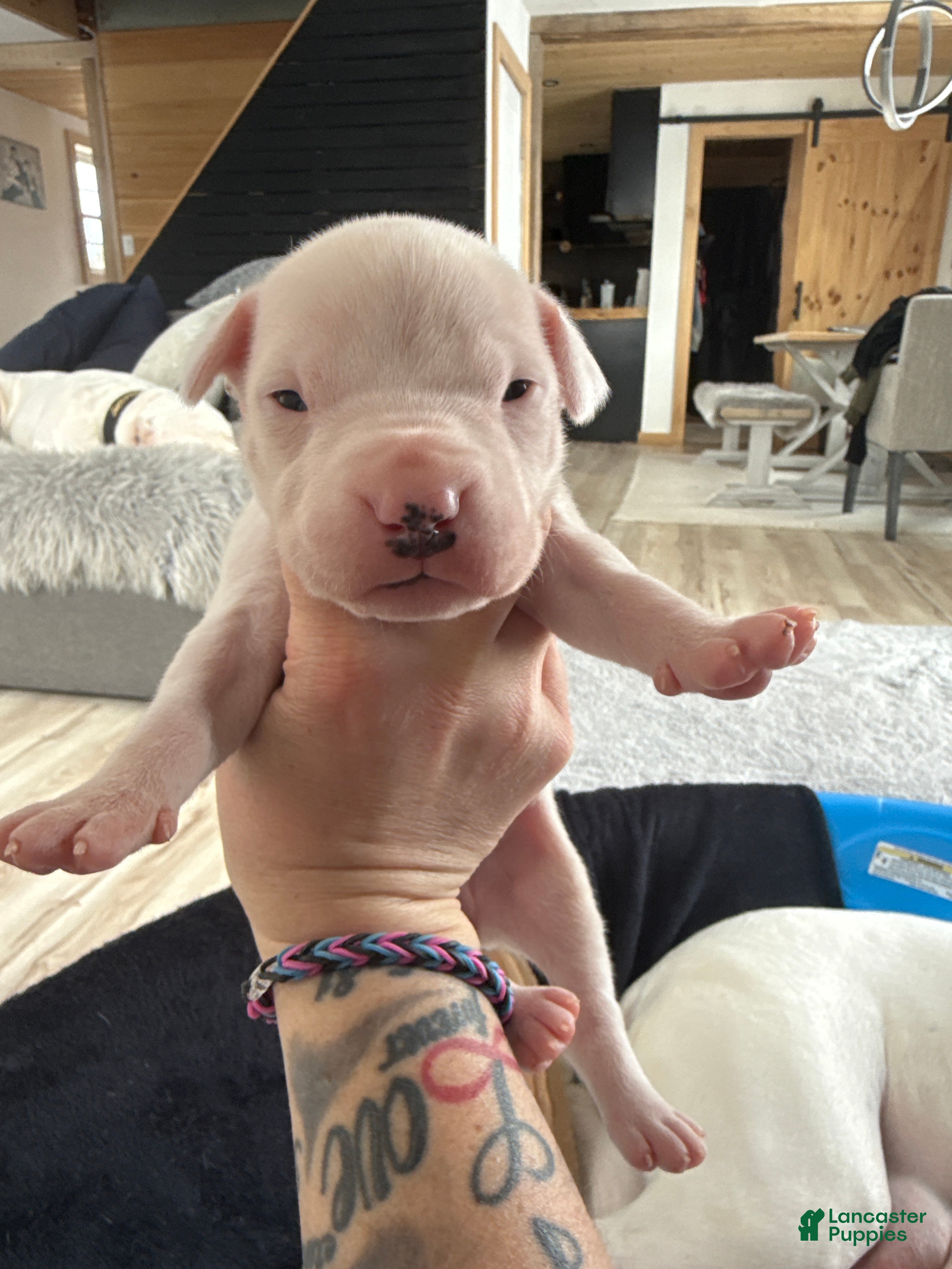 Dogo Argentino dogs Yellow collar female  - Ad 5