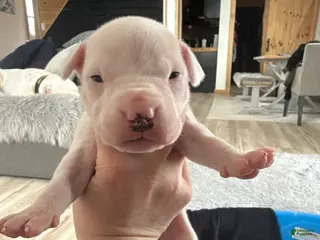 Dogo Argentino dogs Yellow collar female - Ad 5