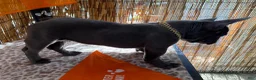 French Bulldog dogs for sale: Zeus - Ad 5