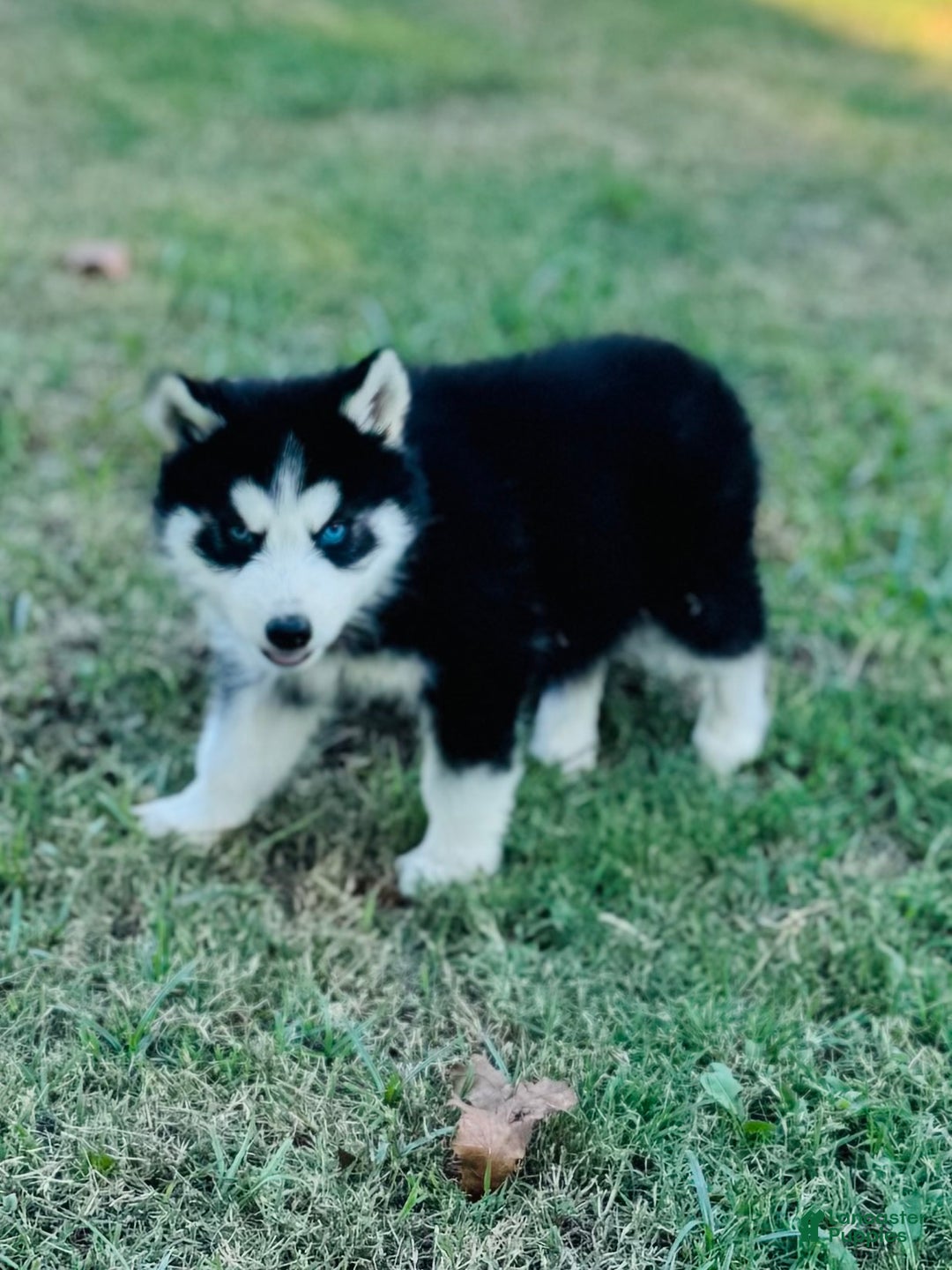 Siberian Husky dogs for sale: Siberian Husky Puppy 1 - Ad 12