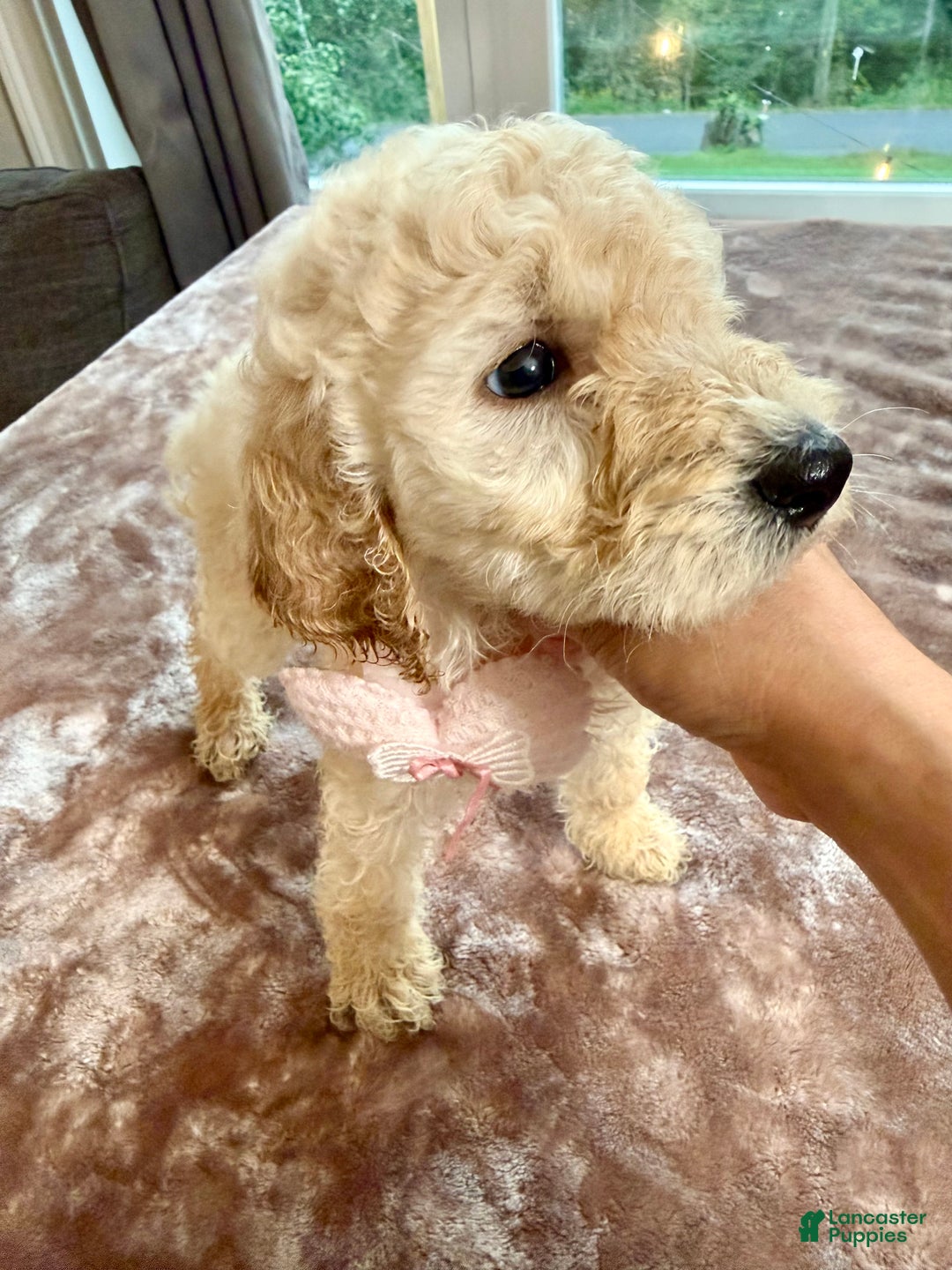 Standard Poodle dogs for sale: Standard Poodle Puppy 2 - Ad 3