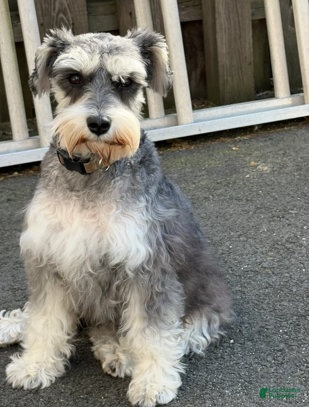 Miniature Schnauzer dogs for sale: Miniature Schnauzer Puppy 1 - Ad 7