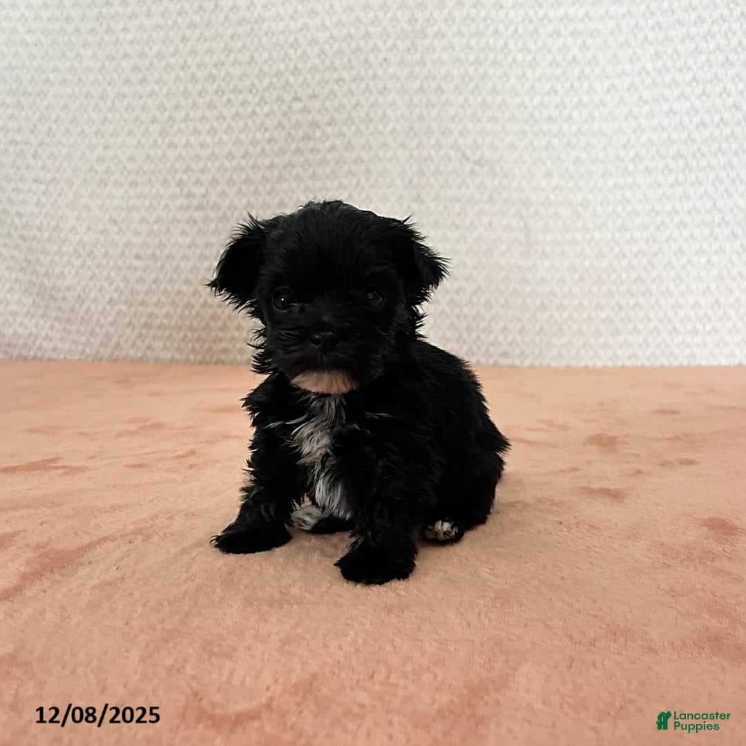 Havapoo dogs for sale: Katy - Ad 1