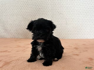 Havapoo dogs Katy - Ad 31