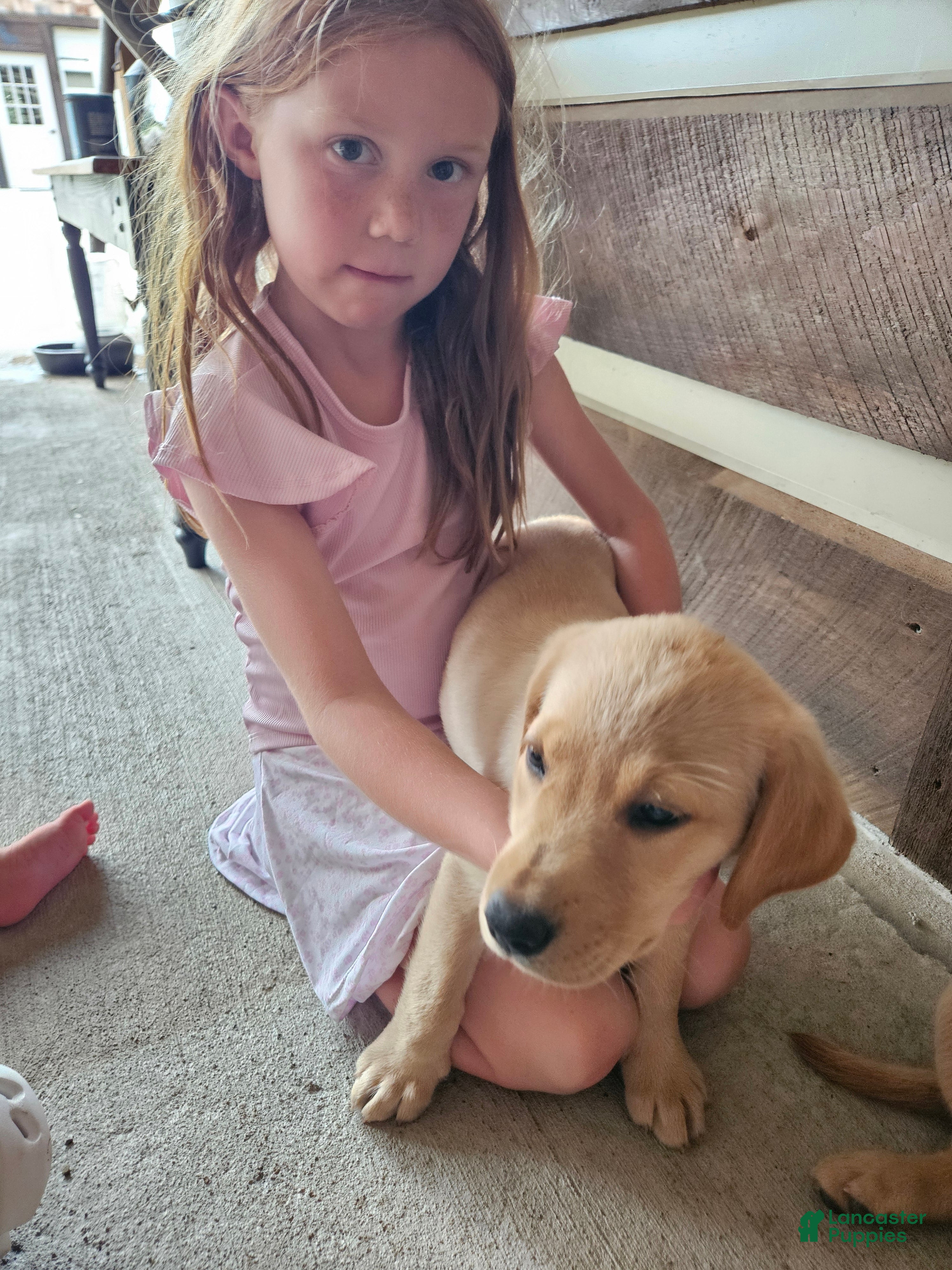 Labrador Retriever dogs Red - Ad 16