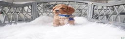 Cavapoo dogs for sale: Callan  - Ad 5