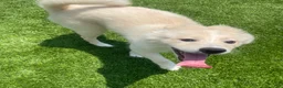 Alaskan Klee Kai dogs for sale: Lady Alona (Lady) - Ad 2