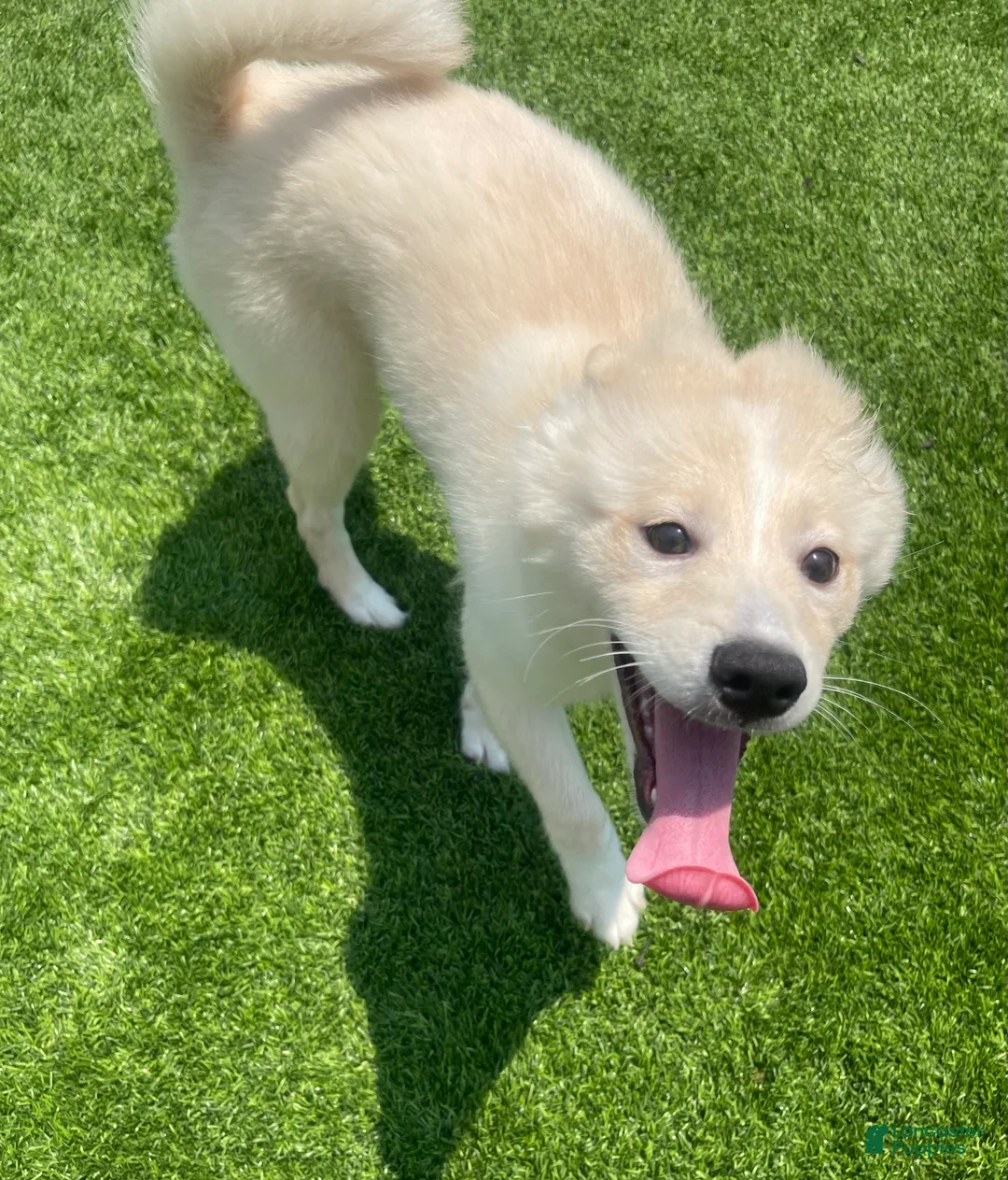 Alaskan Klee Kai dogs for sale: Lady Alona (Lady) - Ad 2