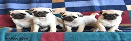 Pug dogs for sale: Rusty - Ad 3