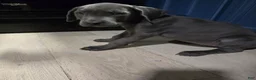 Great Dane dogs for sale: Great Dane Puppy 1 - Ad 5