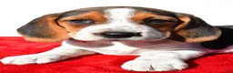Beagle dogs for sale: Milly - Ad 5