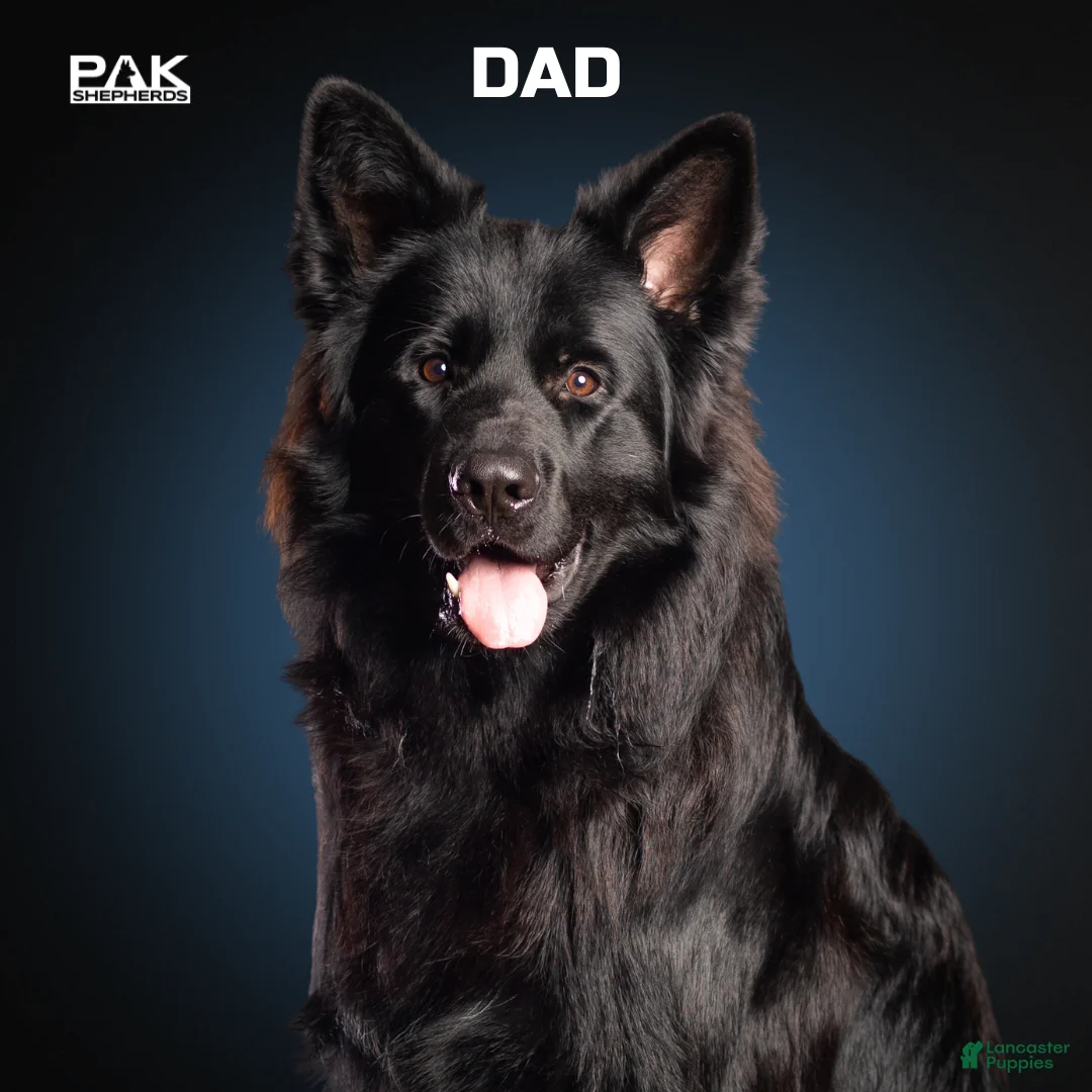 German Shepherd dogs for sale: Bochelli - Ad 8