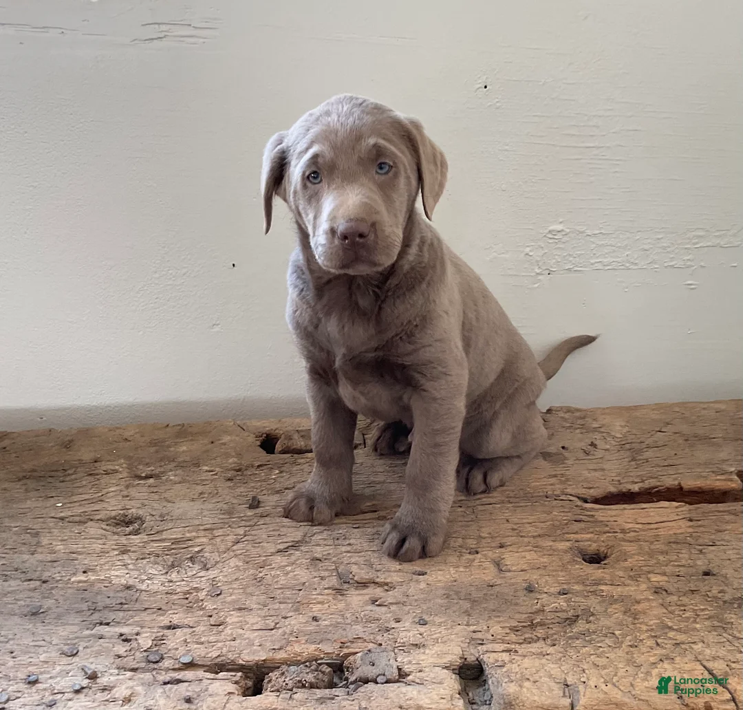 Labrador Retriever dogs for sale: Elliot - Ad 2