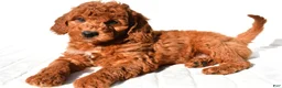Mini Goldendoodle dogs for sale: Pumpkin  - Ad 8