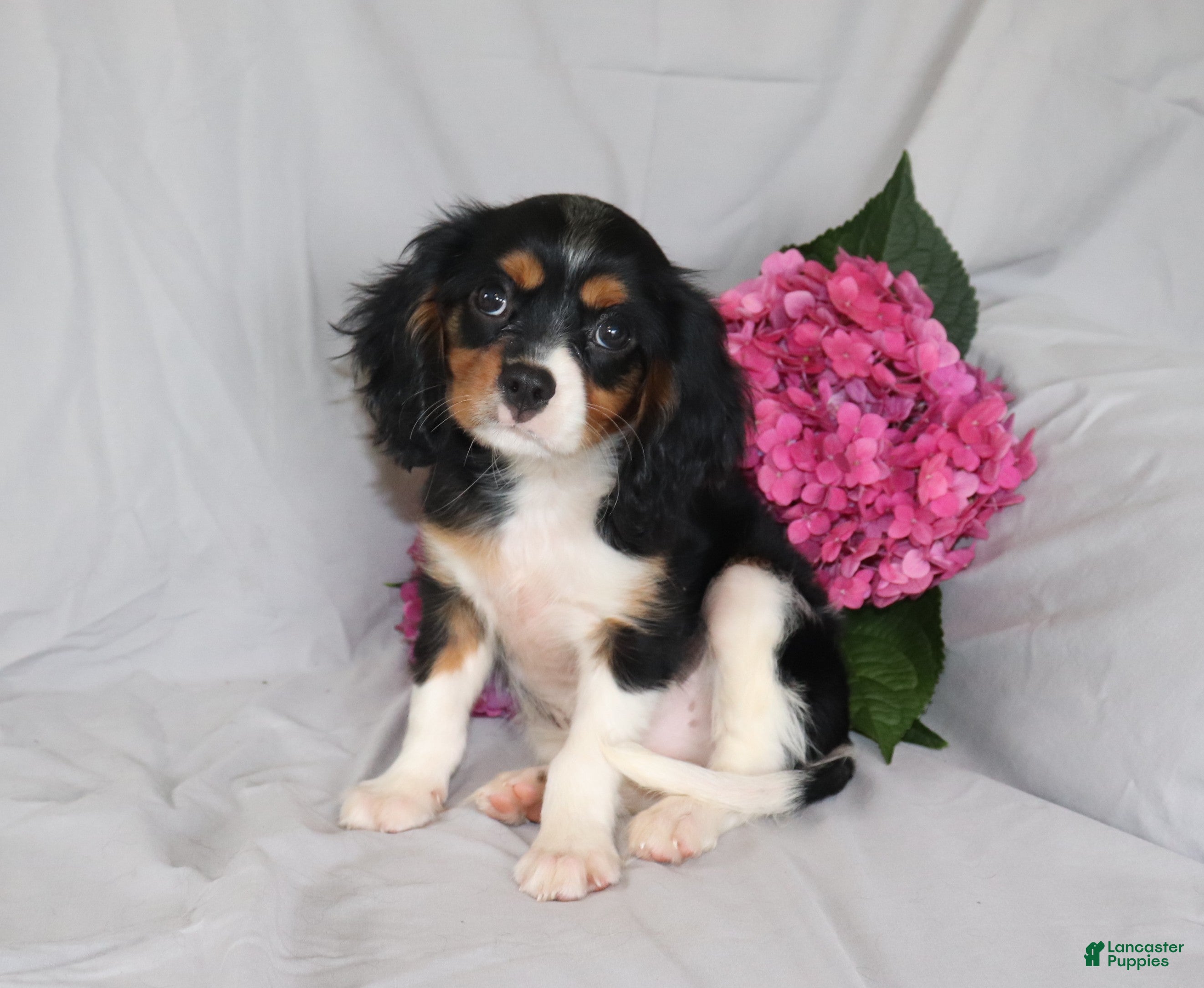 Cavalier King Charles Spaniel dogs Peter - Ad 1