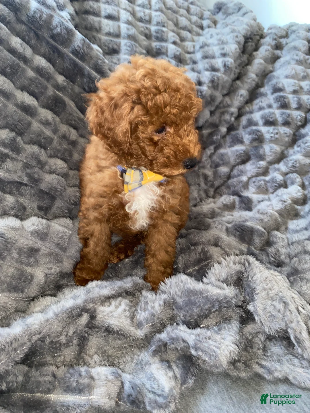 Toy Poodle dogs for sale: Loki - Ad 2