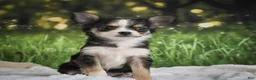 Chihuahua dogs for sale: Precious - Ad 14