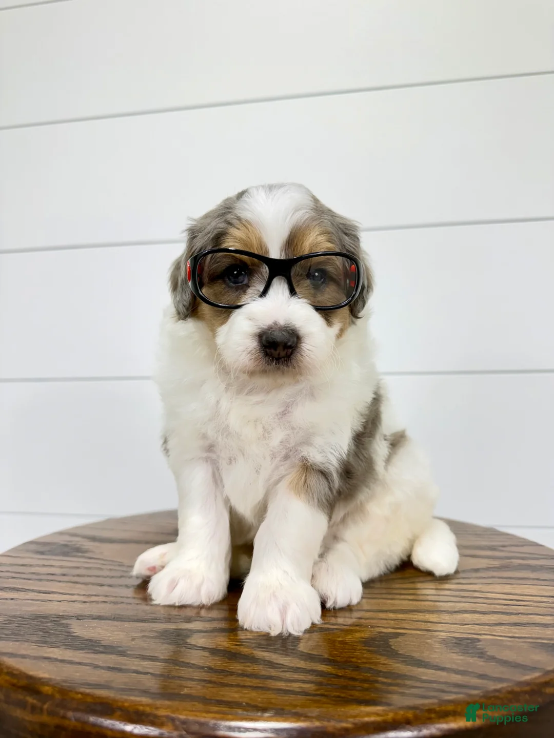Mini Goldendoodle dogs for sale: Piper 🐶 - Ad 1