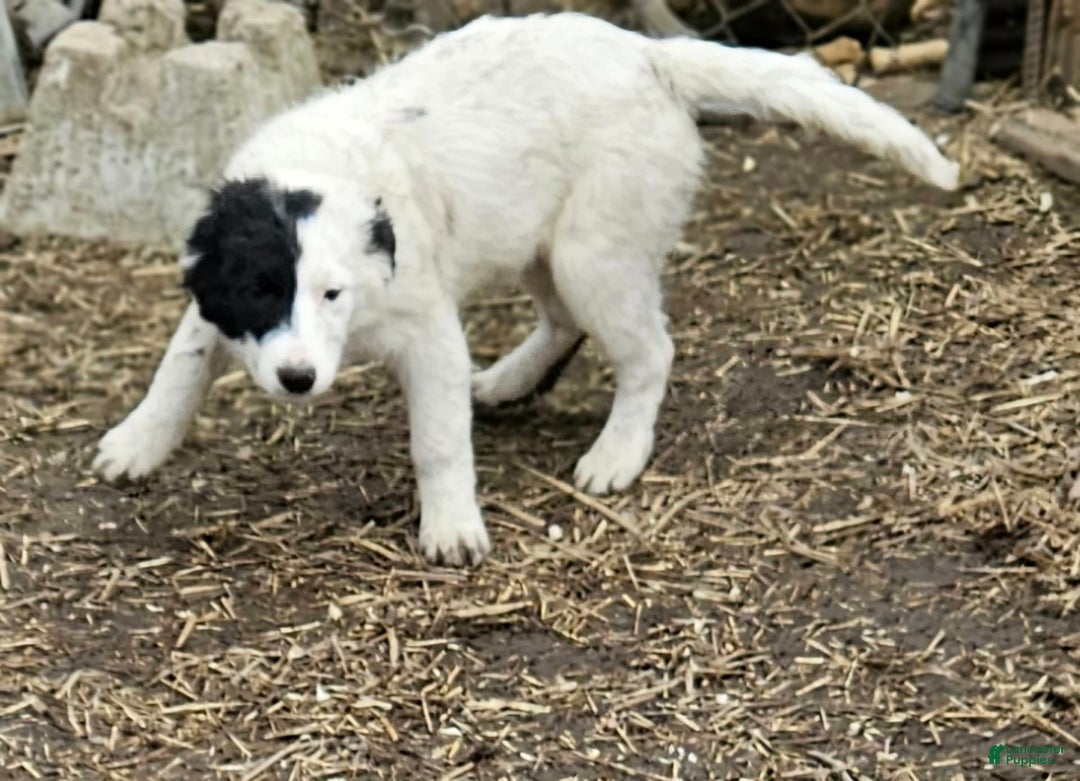 Border Collie dogs for sale: Divvy - Ad 13