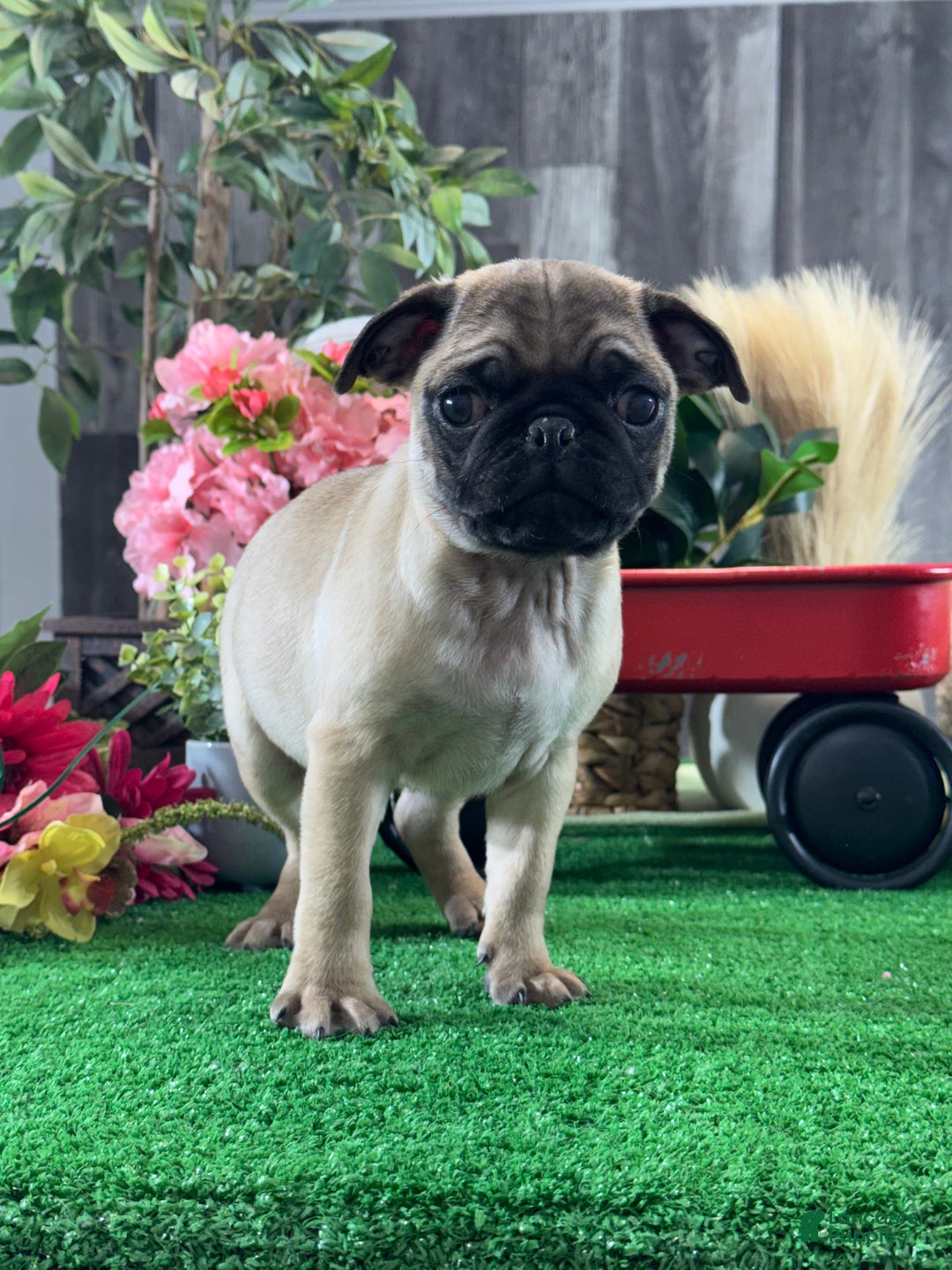 Pug dogs for sale: Peter - Ad 3