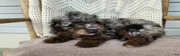 Mini Bernedoodle dogs for sale: Leasha - Ad 10