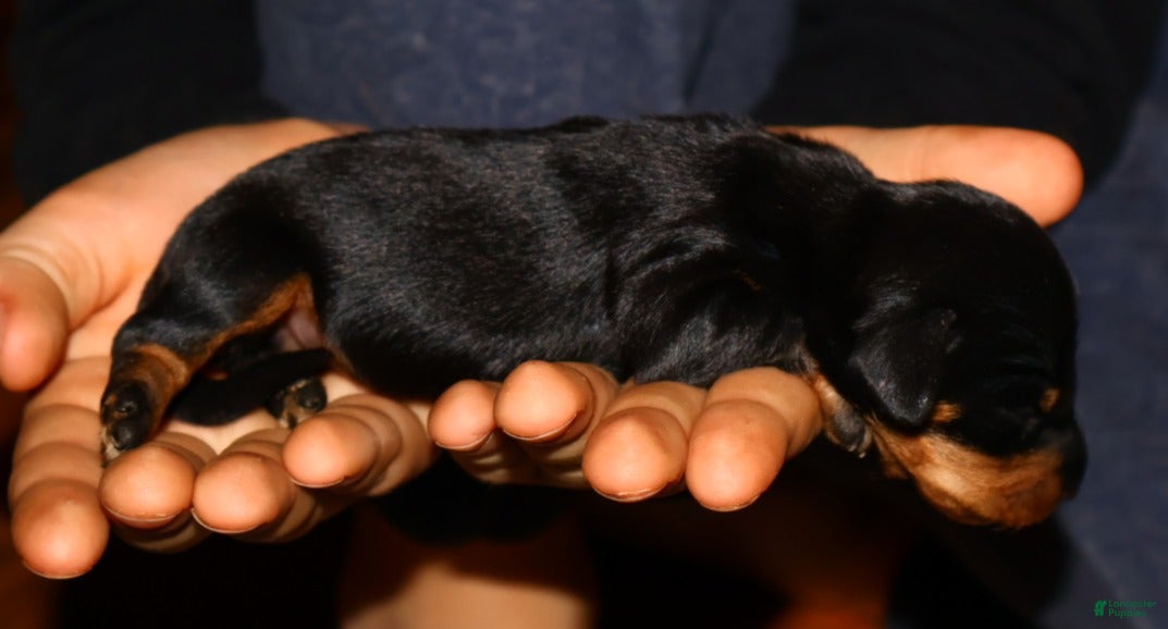 Miniature Dachshund dogs Sadi - Ad 31